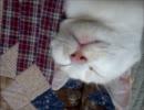 うちの猫のあられもないお姿