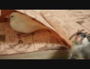 文鳥を撮ろうと思ったらジャンプになつきすぎた『その２８』