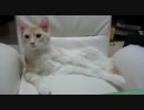 うちの猫の見事なおっさん座りにハァハァ