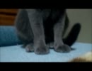 ビニール袋で遊ぶ猫