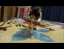 カタツムリ人形で遊ぶ猫