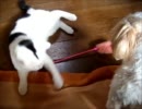 牛柄猫家族プラスワン３４ ～戦うマヒナ～