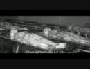 ロズウェルで回収された６体の宇宙人の死体写真が流出！