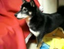 何かをガン見する柴犬