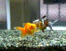 金魚さん弐