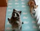 アライグマとワンコの餌キャッチ合戦