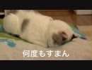 くるねこ大和　すまん寝2011