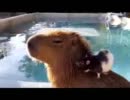 カピパラに乗ったネズミでもこの後大変なことに・・・