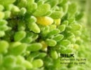 東方自作アレンジ　『SILK』 天空の花の都