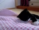 動いてる何かが気になっちゃうぬこ