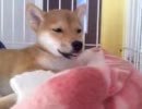 柴犬が家にキタキタ１９