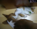 basenji & kitty