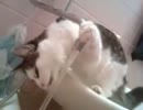 蛇口から水を飲む猫に　ちょっとイタズラ