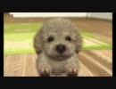 nintendogs＋cats　写真
