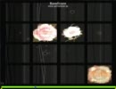 【analyser】ガチャガチャきゅーと・ふぃぎゅあっと