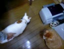 【夜な夜な猫集会】頑としてご飯から顔をあげない猫