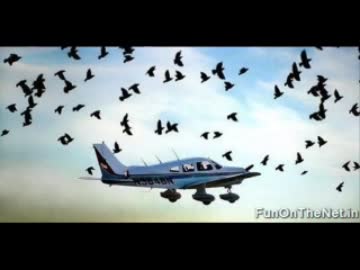 鳥と飛行機が接触するとこうなる