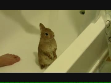 シャワーを浴びて仁王立ちで固まるウサギ