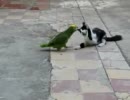 猫 vs オウム