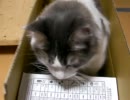 【猫】内側から段ボールをたたいてみた(短め)【メインクーン】
