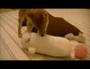 柴犬が家にキタキタ２２