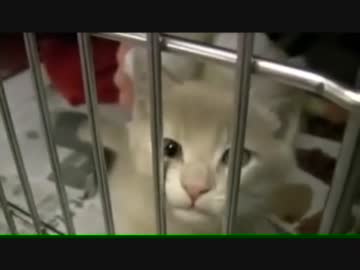 【24万頭殺処分】猫を捕獲してみた【保健所送り】