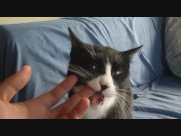 撫で撫でをおねだりする猫