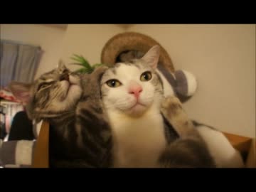 ツンギレのうちの猫が子猫にいいようにあしらわれている