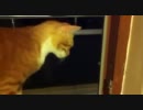 カメムシ vs 猫