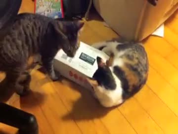 ティッシュ箱に入りたい猫と邪魔する猫