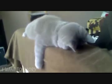 うつぶせで寝たままピクリとも動かない猫ｗｗｗ