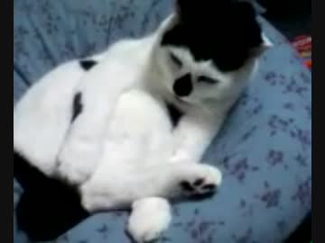 家の猫が毛づくろいしてる最中にじゃれてみた