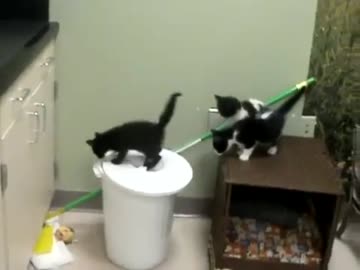 子猫３匹、みつどもえの争い。笑撃のラストｗ
