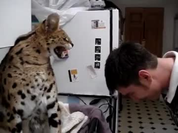 大型の猫に叱られて頭を叩かれる男性ｗｗｗ