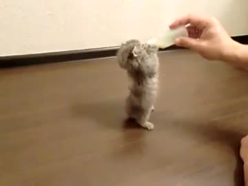 ミルクを立ち飲みする子猫。　そして宙に浮く。