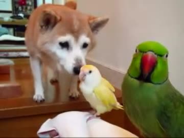 ローズさん＆猫さん（１１年１２月１０日）