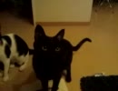 ナイスキャッチ。