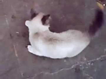 猫がひたすら回転する動画