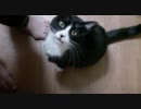 キッチンに入れるようになった猫【その１】