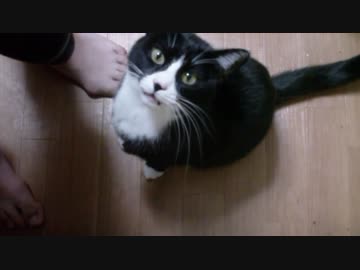 キッチンに入れるようになった猫【その１】