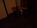 【ねこ】ヌコが回るだけ。