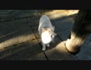 HDぬこ　その9