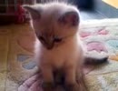 前に飼っていたぬこ②