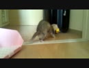 暇だったからうちのフェレットを撮ってみた　part2