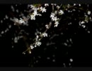 【VY1で】黄泉桜【カバー】