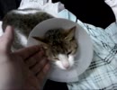 うちのルルちゃんは天使過ぎるの件