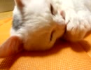 猫が肉球ちゅぱちゅぱしてるだけ