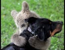 「心にグッとくる動物の写真集」ベスト50
