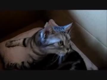 大きな猫ちゃん