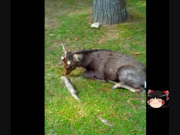 奈良公園をゆっくり実況してみた